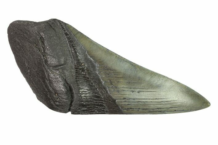 Partial, Fossil Megalodon Tooth Paper Weight #144405